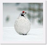 71_Riekko_willow grouse * 1027 x 973 * (949KB)
